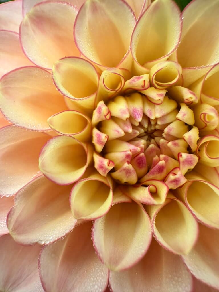 Burfoot Desert Rose