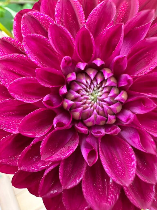 CDP Floriferous