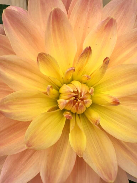 Chimacum Cathleen