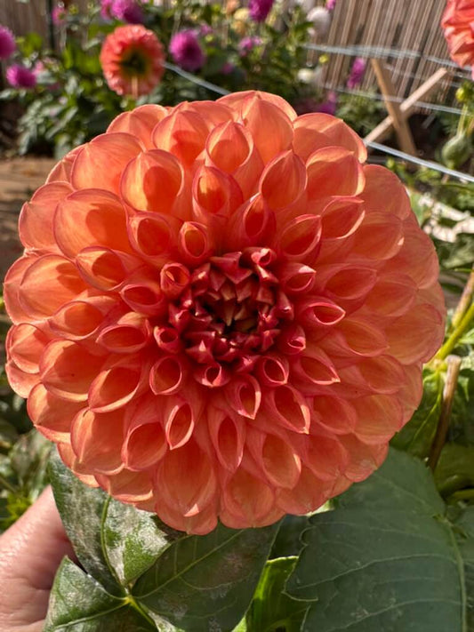 Clearview Peachy