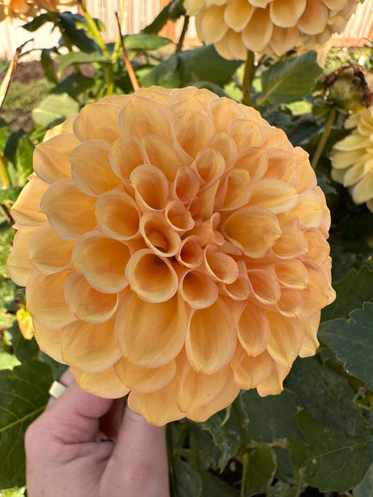 20th Ave Softer Peach