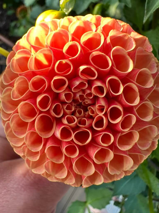 Amber Queen