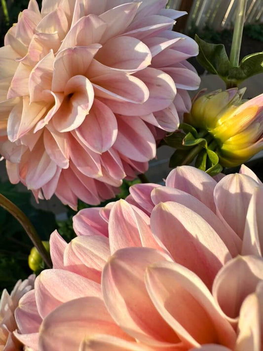 Arnside Rose