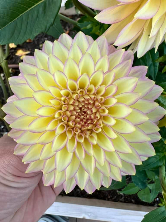 Bloomquist Blush