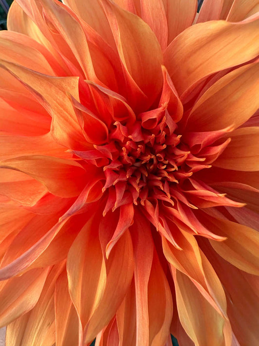 Bloomquist Snickerdoodle