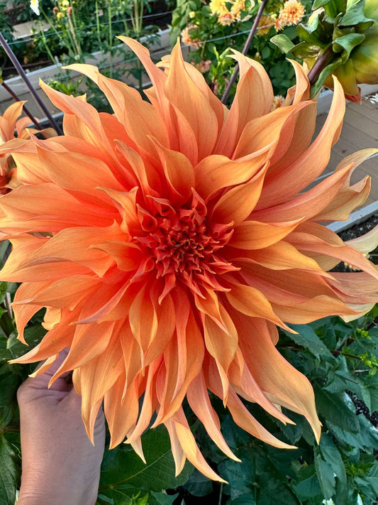 Bloomquist Snickerdoodle