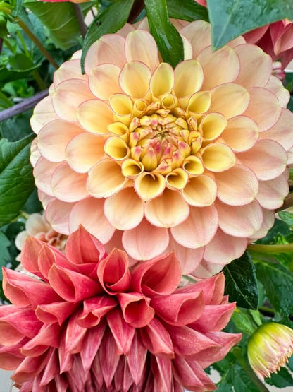 Burfoot Desert Rose