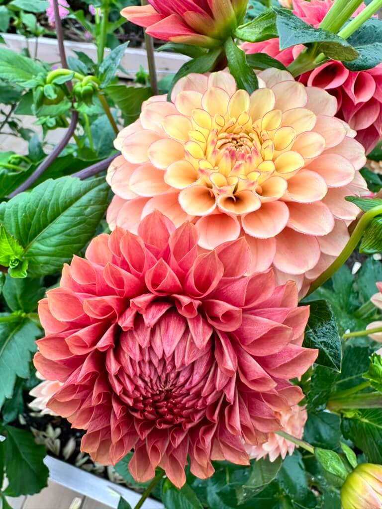 Burfoot Desert Rose
