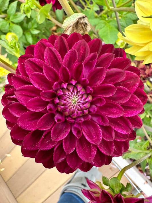 CDP Floriferous