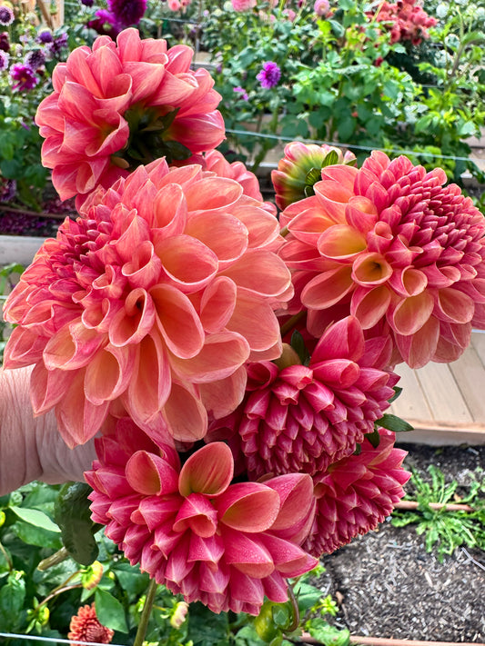 CT Bermuda Pink