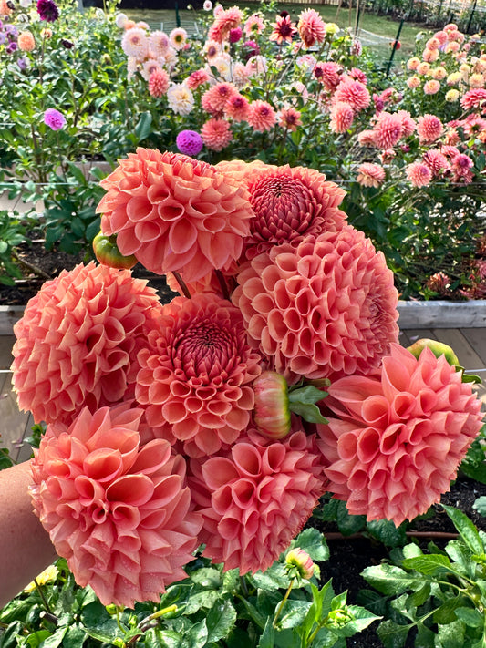 CT Bermuda Pink