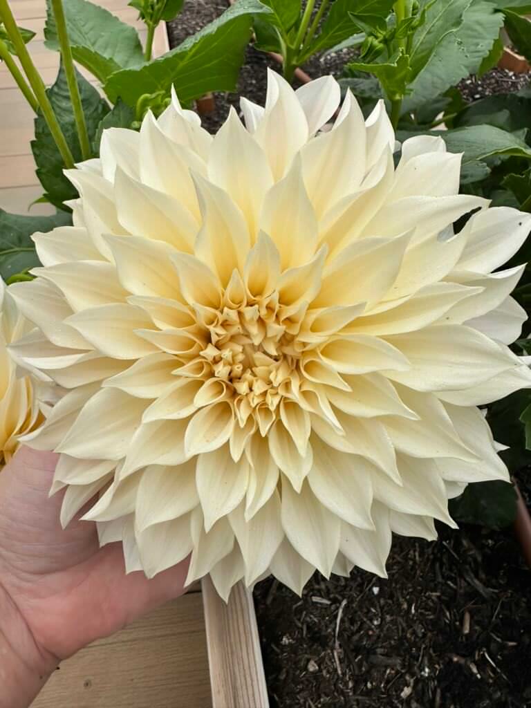 Cafe Au Lait