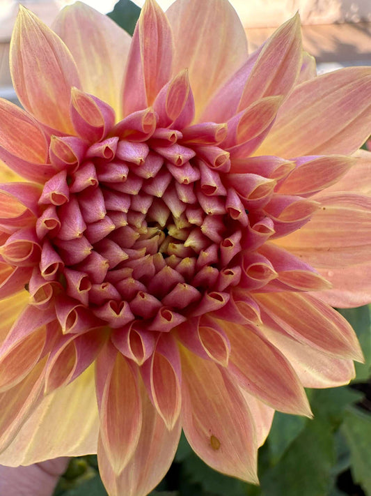 Everbloom Lullaby