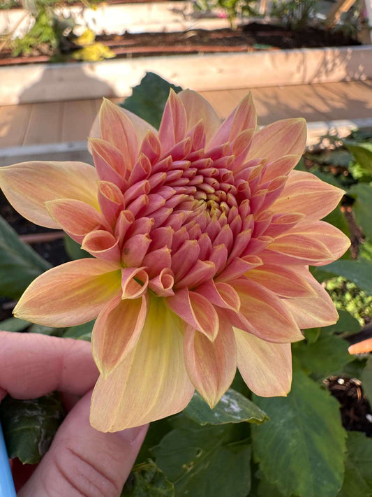 Everbloom Lullaby