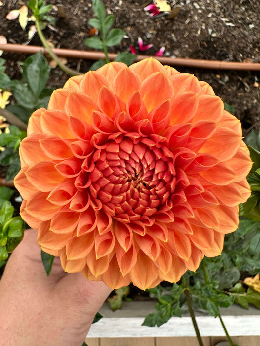 Ferncliff Apricot