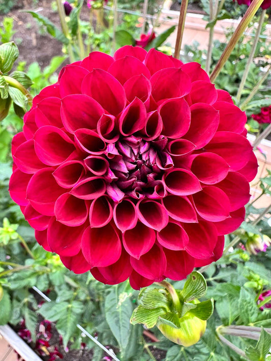 Ferncliff Black Cherry