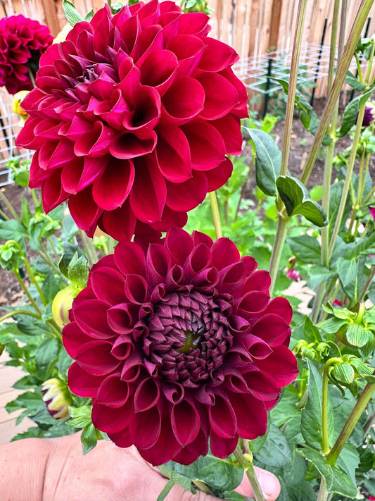 Ferncliff Black Cherry