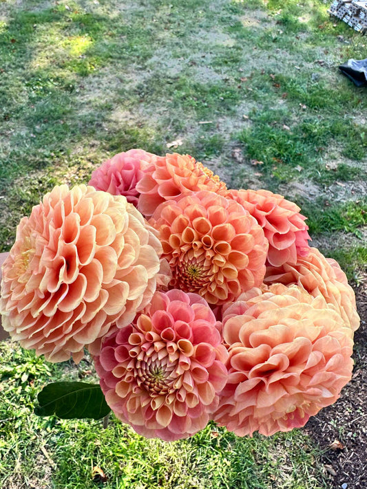Ferncliff Honeycomb