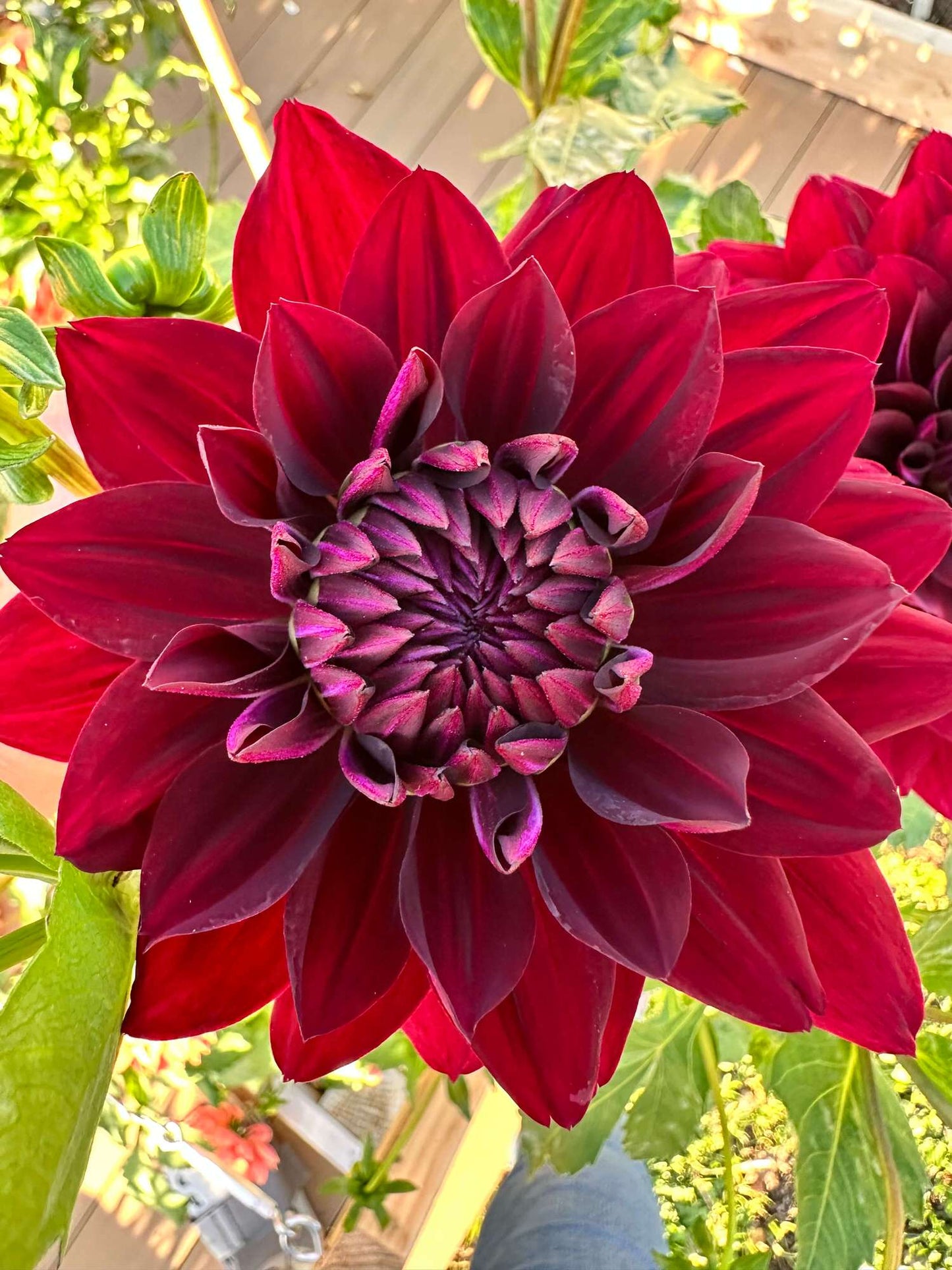 Hollyhill Black Widow