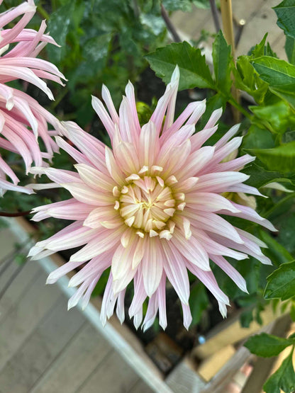 Hollyhill Cotton Candy