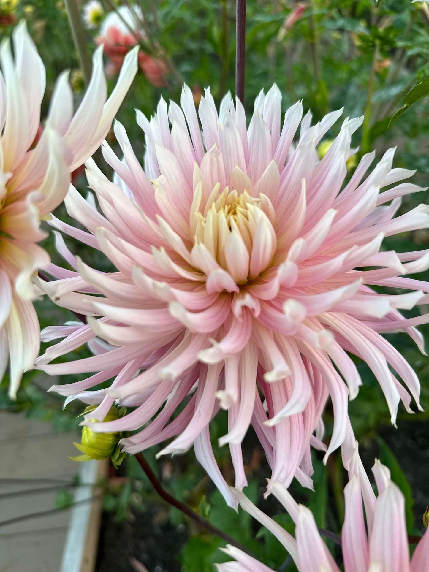 Hollyhill Cotton Candy