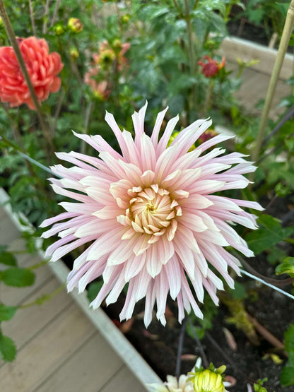 Hollyhill Cotton Candy