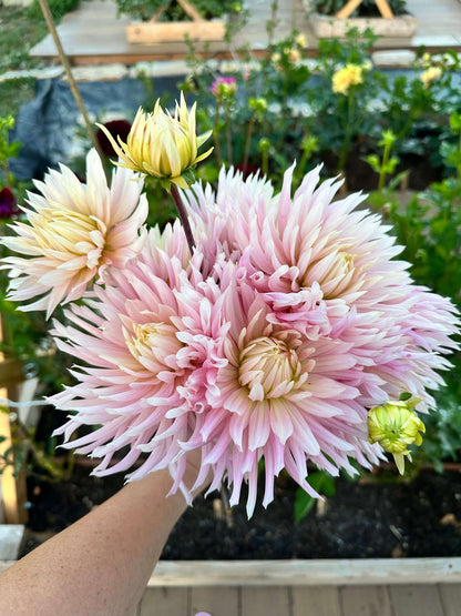 Hollyhill Cotton Candy