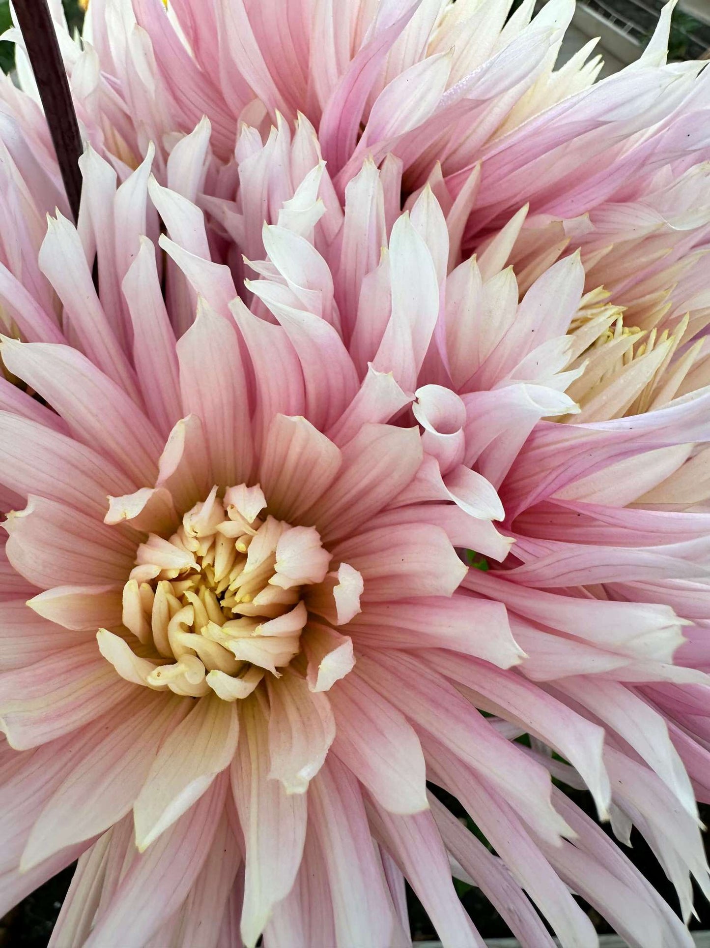 Hollyhill Cotton Candy