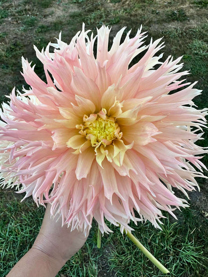 Hollyhill Cotton Candy