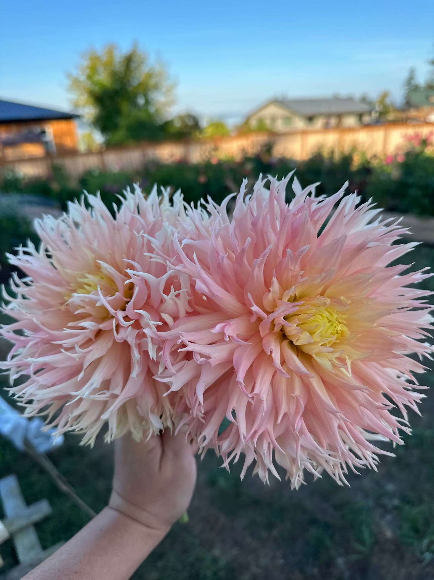 Hollyhill Cotton Candy