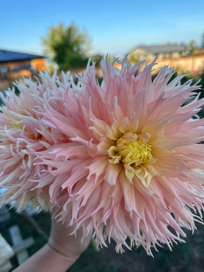 Hollyhill Cotton Candy