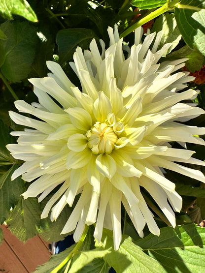 In Memory Of