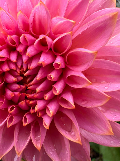 Sweet Sanne