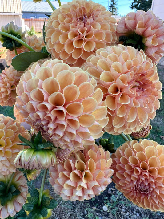 Valley Tawny
