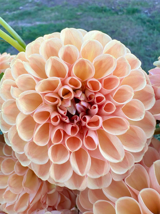 Valley Tawny