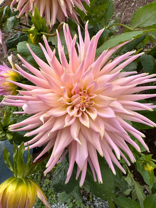 Wyn's Mauve Mist