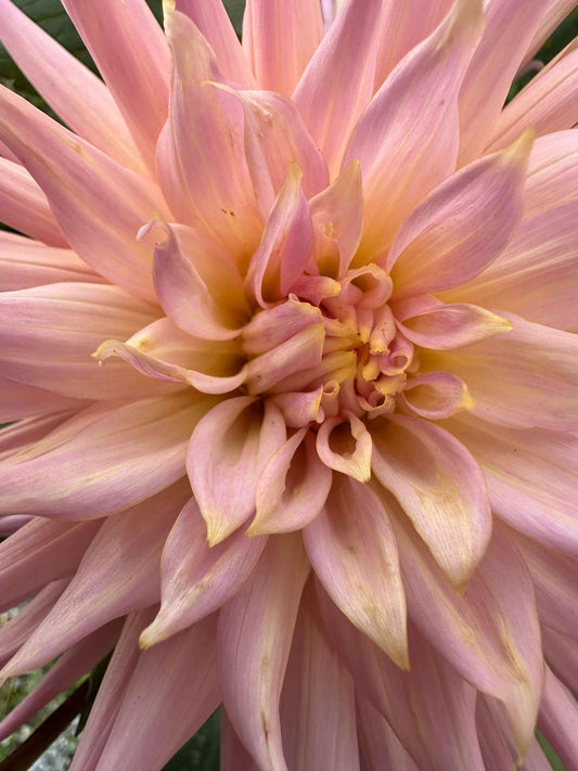 Wyn's Mauve Mist